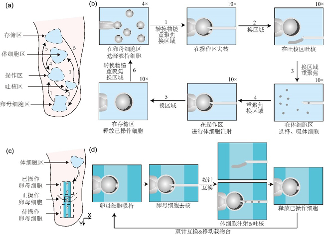 体细胞核移植流程图图片