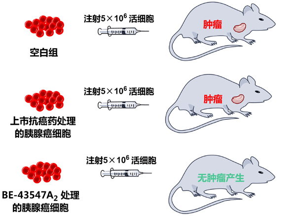 老鼠.jpg 老鼠.jpg